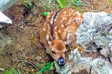 <p>A bambi which we saw near the start of the trailhead. I do hope it returned safely to its mother!</p>