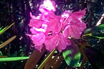 <p>Some brightly pink colored Azaleas</p>
