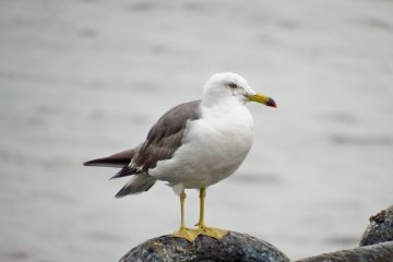 A seagull&nbsp;waiting patiently on one of the chains attached to the 'Hikawamaru'