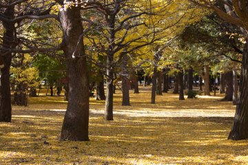 Ginkgo forest showing off in autumn