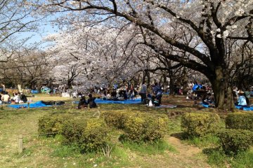 Hanami (Cherry Blossom Viewing) Party
