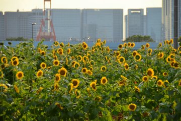 Odaiba: Tokyo Wonderland