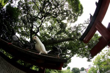 <p>Around the lake there's lots of pigeons including the very rarely seen white pigeon.&nbsp;</p>