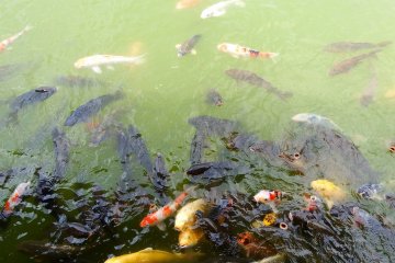 Koi lucu tapi serakah yang berenang ke tepi kolam untuk mencari makanan ketika ada manusia yang mendekat