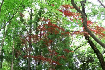 <p>When you look up you'll find red leaves even in summer!</p>