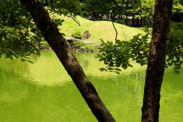 <p>Take a rest under the shade of a tree</p>
