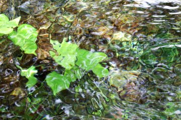 <p>Green leaves floating in the water basin</p>