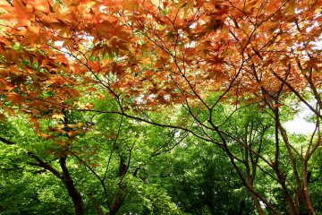 <p>Red and green leaves under bright sunshine</p>