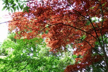 <p>This garden must be very beautiful in autumn</p>