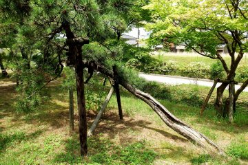 <p>This is the miraculous formidable pine tree!</p>