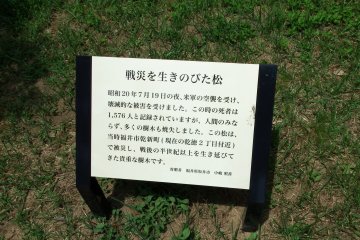 <p>The sign says, "On the night of July 19, 1945, Fukui city was air-raided by the US Air Force, and damaged badly. But it wasn't only humans who were affected, but trees were burnt down as well. This pine tree was also damaged, but miraculously survived and still stands on this soil"</p>