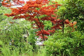 <p>Green and red leaves are in abundance inside Osensui Park</p>