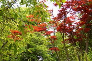 <p>One last look at beautiful trees in Osensui Park before going to Fukui City History Museum</p>