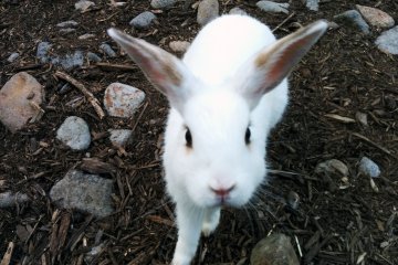 <p>The large rabbit petting area is very popular. The bunnies will come right up to you</p>