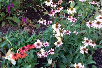 <p>Surprise, more flowers</p>