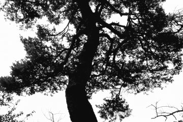 <p>There are impressive pine trees here and there</p>