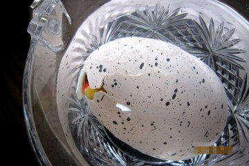 DAY 2: OK, there's a crack at the top of the egg. I can see SOMETHING...How exciting!