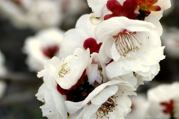 <p>I love the sweet, spicy fragrance of plum blossom</p>