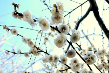 <p>There are plum blossoms at Anraku-ju in March</p>