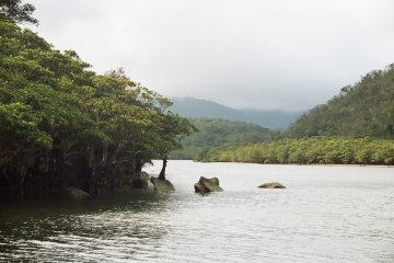 Japan's Last Jungle