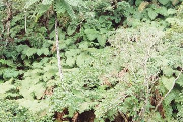 All sorts of fern- small and large