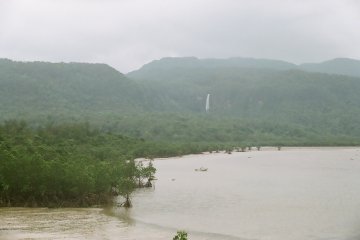 Mangroves along the river - looks a bit like Jurassic Park?