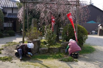 <p>Gardeners at work around a weeping cherry</p>