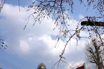 <p>Sakura buds against the sky</p>