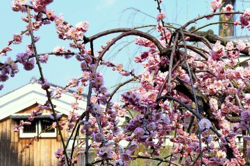 <p>Pink plum blossom growing on the bank</p>