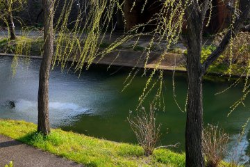 <p>Weeping willow branches with tiny new leaves were blowing in the breeze</p>