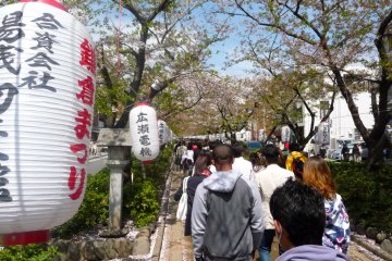 Dankazura with cherry blossoms