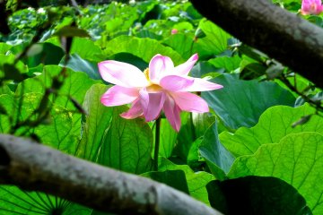 Enjoy Japanese Lotus in Kamakura