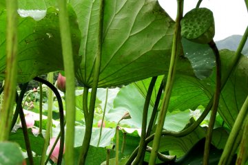 <p>It looks like a maze underneath large leaves of lotus flowers. Good place for hide-and-seek!</p>