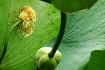 <p>I'd never seen filaments of lotus without petals like this before. Interesting!</p>