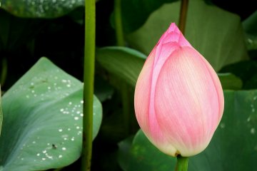 <p>This one looks like a lotus-shaped lantern in the dark</p>