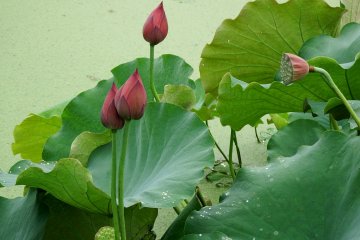 <p>These flowers are almost red, so rich in color</p>