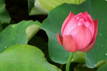 <p>What a deep, rich color!</p>