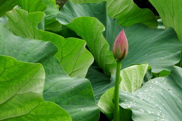 <p>Look at the waves lotus leaves are creating! This lotus is like a slim lighthouse lit-up in a green, stormy sea!</p>