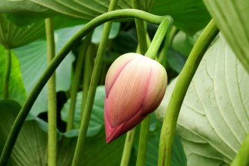 <p>This one adamantly takes a different direction from others</p>