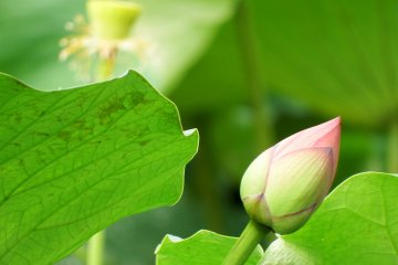 <p>Fresh and naive</p>