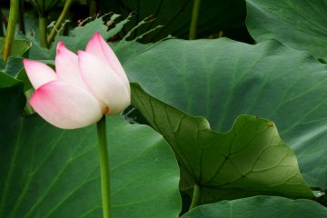 <p>Unique way leaves spread out and lotus tilts its head</p>