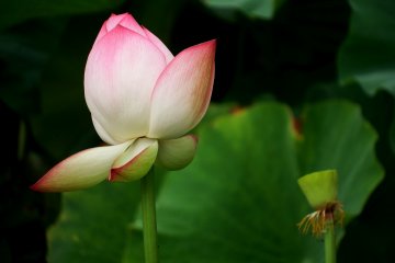 <p>Petals dropping one by one</p>