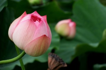 <p>This one looks like a peach!</p>