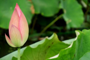<p>Lotus lantern here, too</p>