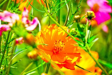 <p>Just some of the many colorful flowers found in &lsquo;Hana-no-hiroba&rsquo;</p>