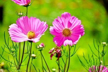 <p>Amongst the orange flowers were these beautiful pink ones</p>