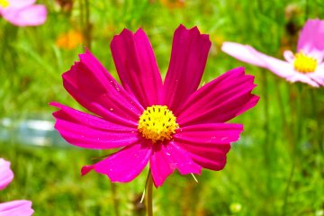 <p>In fact, there were so many different&nbsp;colors that it was impossible to keep count</p>