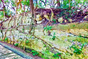 <p>Towards the northern side of the park are several rocky walls which have become overgrown with rich vegetation. Perhaps I was not alone in thinking that this looks very similar to Ankor&nbsp;Wat</p>