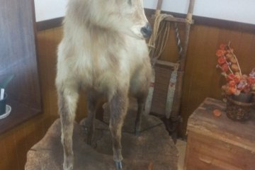 <p>A stuffed kamoshika</p>