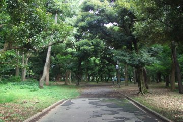 <p>Tree-lined paths &nbsp;</p>